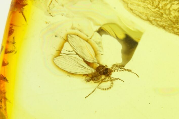 Fossil Moth Fly (Psychodidae) In Baltic Amber #270838